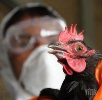 Ново огнище на птичи грип в Хасковско, умъртвяват 4000 кокошки