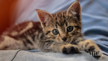 Изпраха коте в пералня, спасиха го с изкуствено дишане