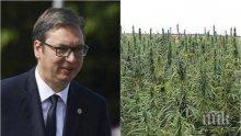 ТЕЖКО ОБВИНЕНИЕ: Вучич и брат му с плантация за марихуана?