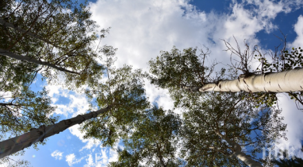 засадиха декара тополи шуменско