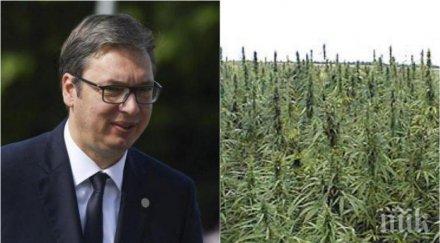 тежко обвинение вучич брат плантация марихуана