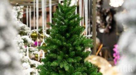 българинът брои горе долу стотачка изкуствена елха