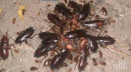 гнусна напаст гигантски хлебарки налазиха москва