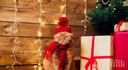 актуален въпрос подаря коледа