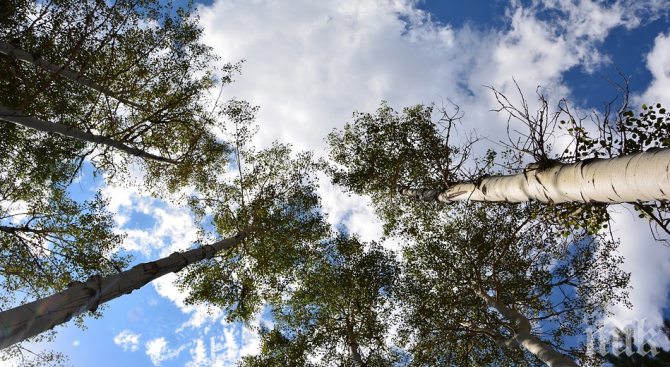 Засадиха 7 декара с тополи в Шуменско