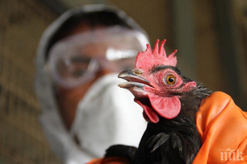 Великобритания алармира за птичи грип  
