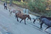 Роми си правят кушии на пловдивски булевард (ВИДЕО)