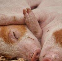 Чумата тръшна 27 000 прасета в Индонезия