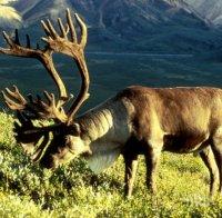 Елените в Швеция под риск заради глобалното затопляне