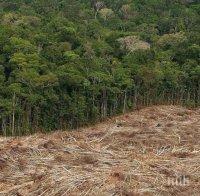 Обезлесяването в Амазония скочи със 104 процента