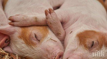 чумата тръшна 000 прасета индонезия