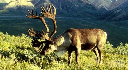 елените швеция риск заради глобалното затопляне