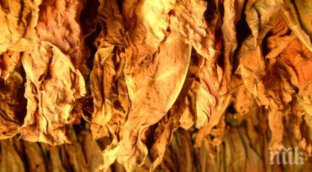 програма изкупуването тютюна продължи нова година