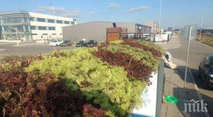 поставят зелени шапки автобусни спирки снимки