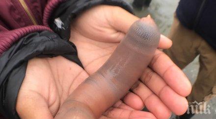 шаш червеи приличащи мъжки полови органи заляха плаж