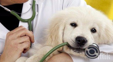 ветеринарните лекари отбелязват професионалния празник