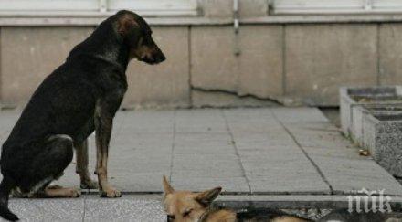 бездомни кучета тормозят исперих