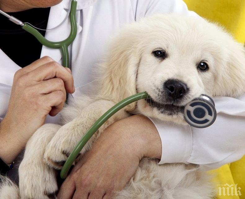 Ветеринарните лекари отбелязват професионалния си празник