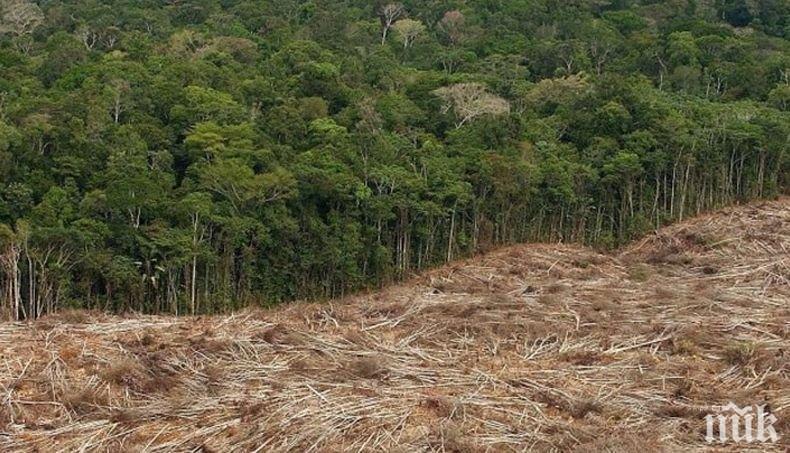 Обезлесяването в Амазония скочи със 104 процента