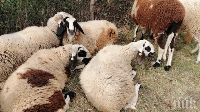Осъдиха фермер, укрил 6 овце от еврофонд