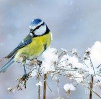 ШОКИРАЩО ОТКРИТИЕ: Глобалното затопляне превръща птиците в убийци