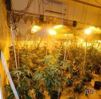 Столични криминалисти разкриха модерно оборудвана домашна оранжерия на територията на София