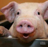 Стотици животни изгоряха при пожар в свинеферма