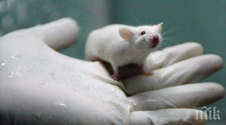 хит пазара руснаците налитат плъхове