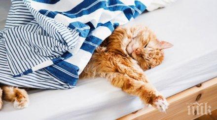 мъж измина 400 среща момиче запознал група дебели котки фейсбук