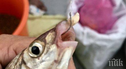 скобарът струма вече кълве