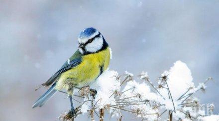 шокиращо откритие глобалното затопляне превръща птиците убийци