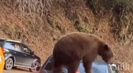 близка среща мечка покатери кола задръстване калифорния видео