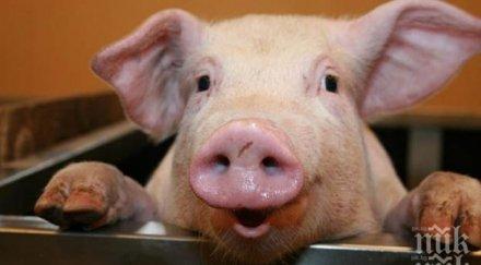 стотици животни изгоряха пожар свинеферма