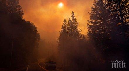 сидни обявиха извънредно положение заради горските пожари