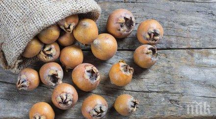 мушмулата плод невероятни лечебни свойства