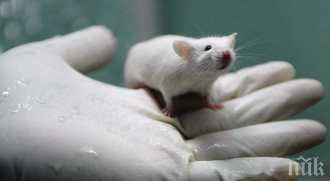 ХИТ НА ПАЗАРА: Руснаците налитат на плъхове