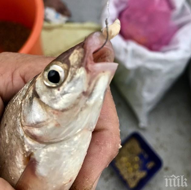 Скобарът по Струма вече кълве