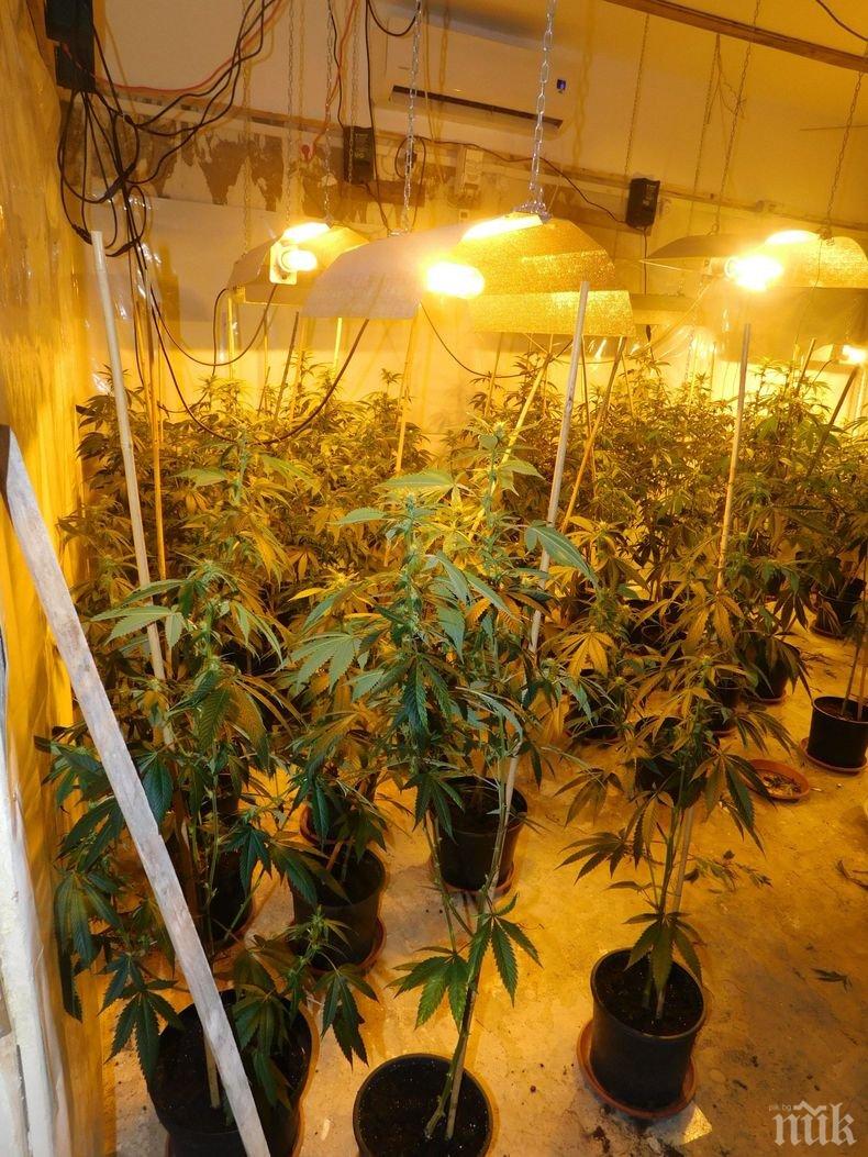 Столични криминалисти разкриха модерно оборудвана домашна оранжерия на територията на София