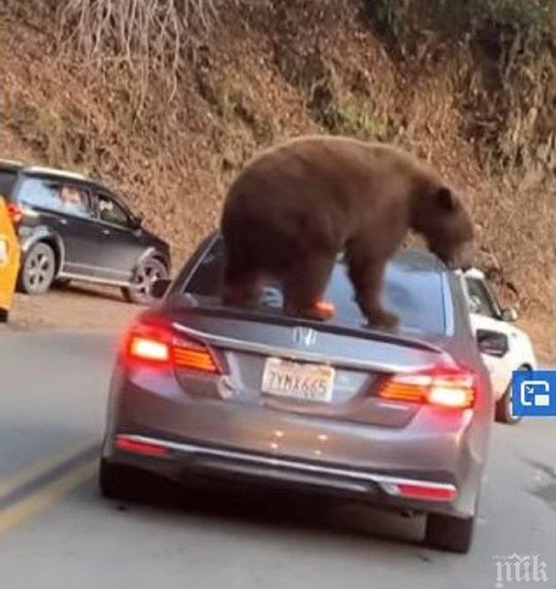 БЛИЗКА СРЕЩА: Мечка се покатери на кола в задръстване в Калифорния (ВИДЕО)

