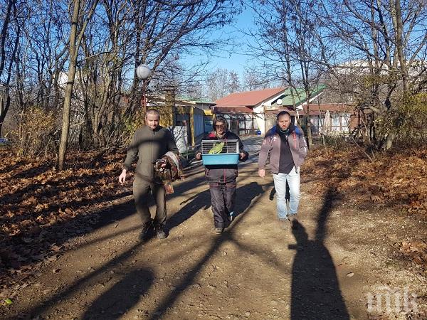 ЩАСТЛИВА РАЗВРЪЗКА: Намериха папагала Пепо от Добрич