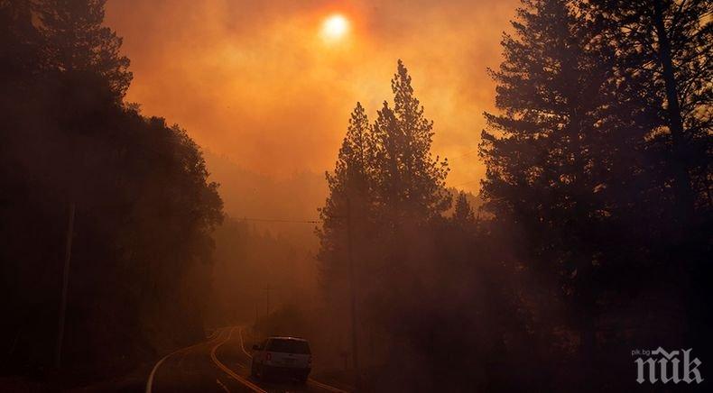 В Сидни обявиха извънредно положение заради горските пожари