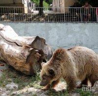 Сънчо удари на камък - мечката Свобода от Варна не иска да заспи зимен сън