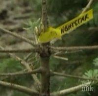 Германски природозащитник откри начин да намери дом и на неугледните елхи