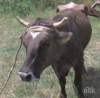 кравата пенка остава без дом коледа
