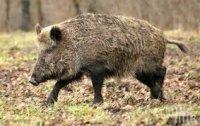 Откриха нови случаи на африканска чума по свинете в Разград