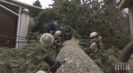 паднали дървета потрошиха коли софия