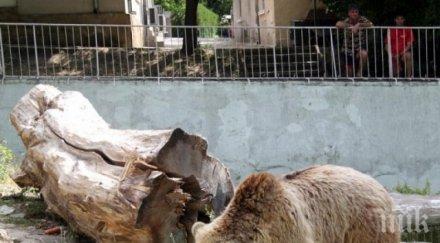 сънчо удари камък мечката свобода варна иска заспи зимен сън