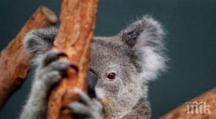 бедствие австралия спасяват коали огнената стихия