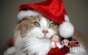 психо коледните костюми шапки котки поболяват