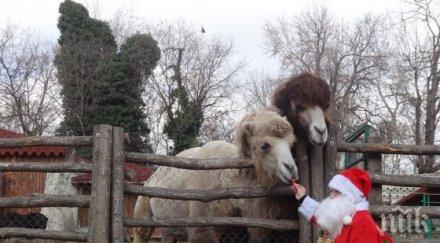 варненския зоопарк похвалиха 100 бебета 2019